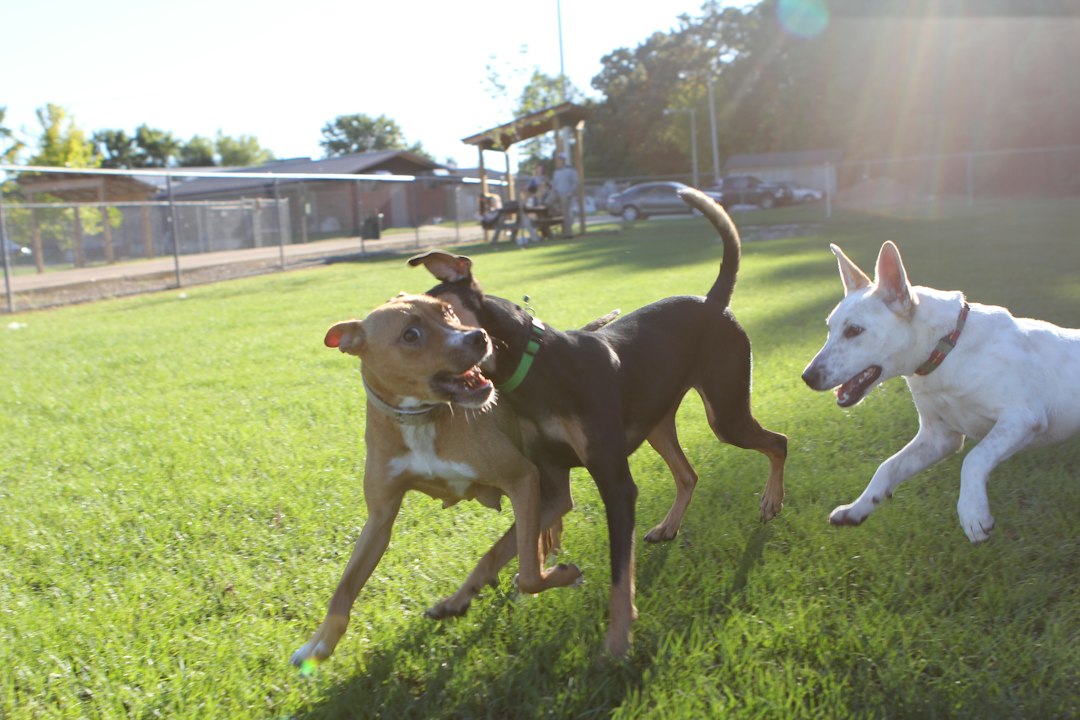Dogs play at the dog park in Oxford, Mississippi.