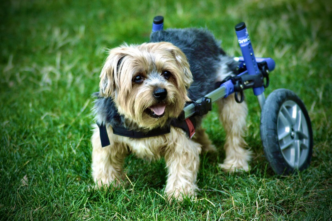 a-small-dog-wearing-a-wheelchair-on-grass-8owj0qdn6jy