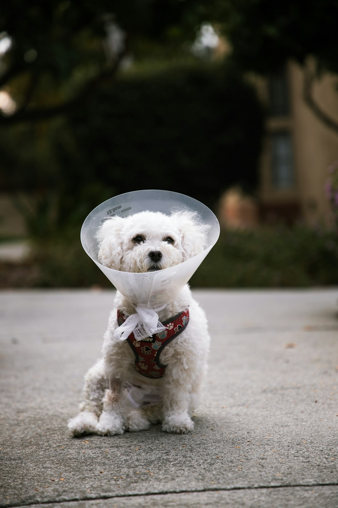 Dog with cone