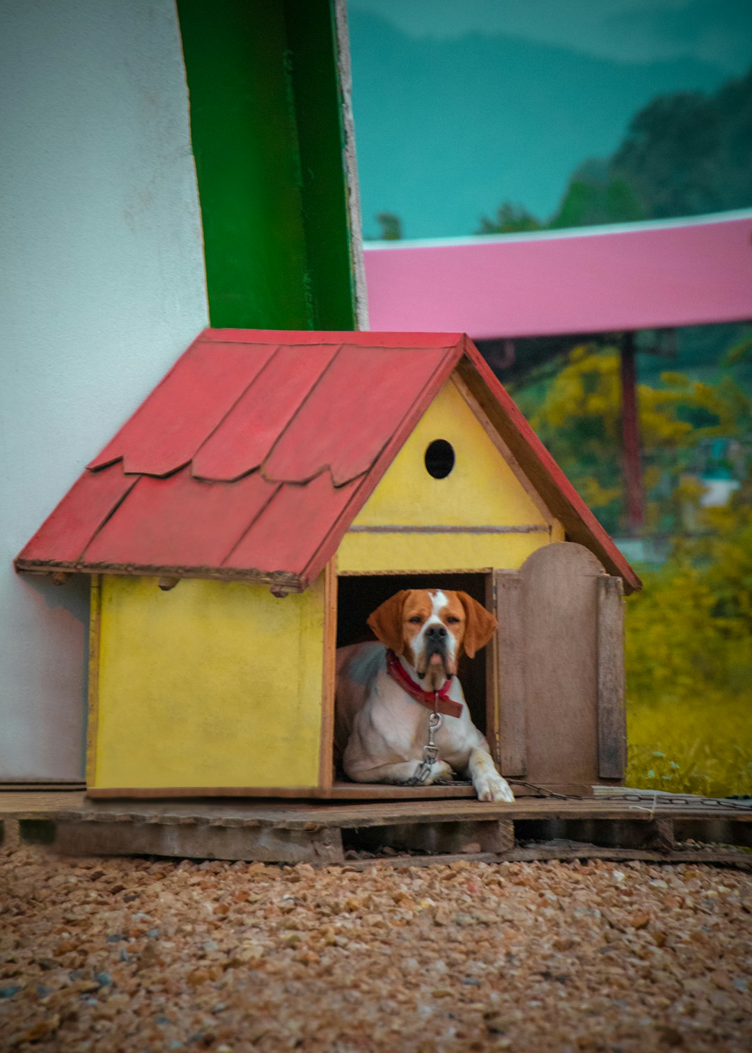 brown-and-white-short-coated-dog-on-red-and-green-wooden-house-p7vta5vcsko