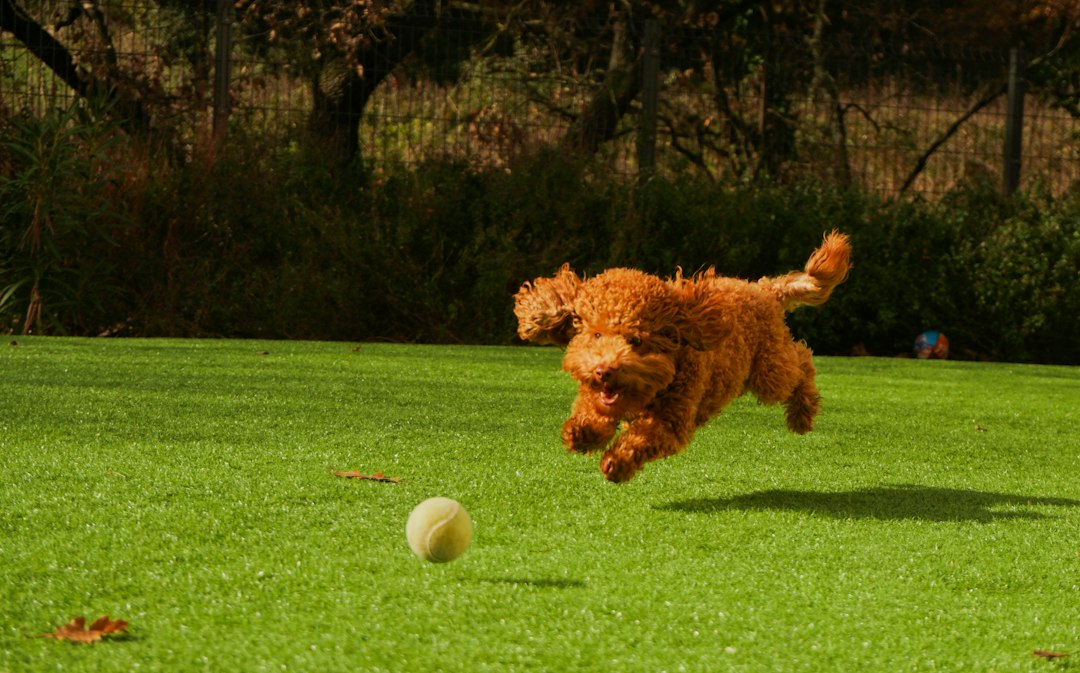 Perry the jumper!