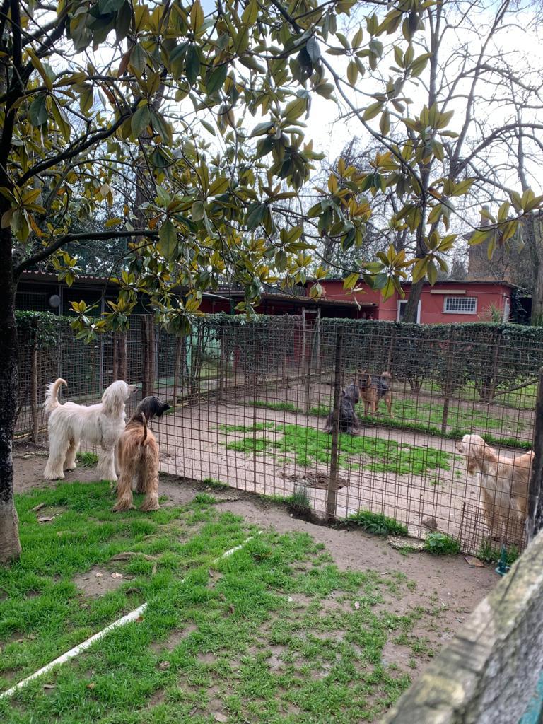 casaluca pensione cani 3