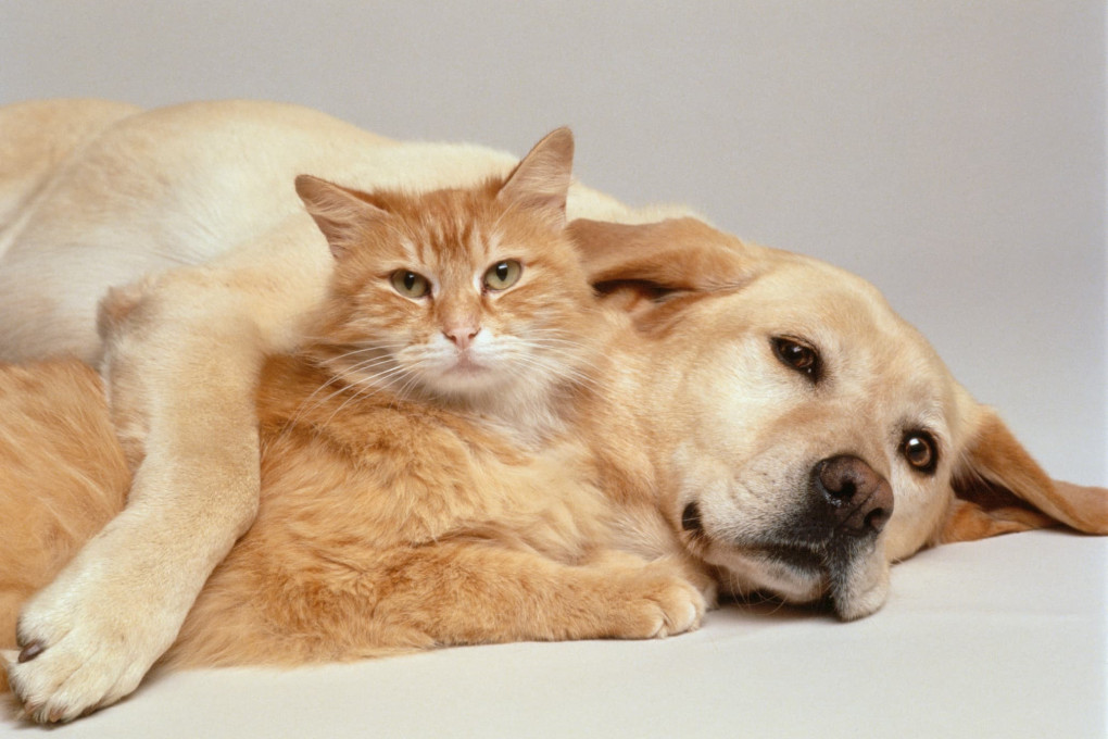 Animali Pensione o pet sitter? La guida per non stressare cani e gatti in vacanza cani e gatti vacanza 1020x680